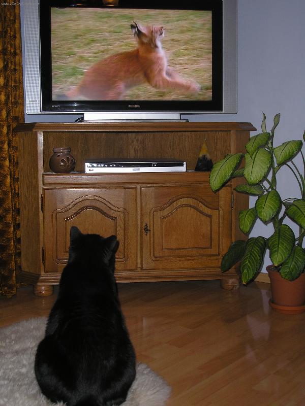 Foto: Dante-Neru�it! D�vaj� ve�ern��ek!