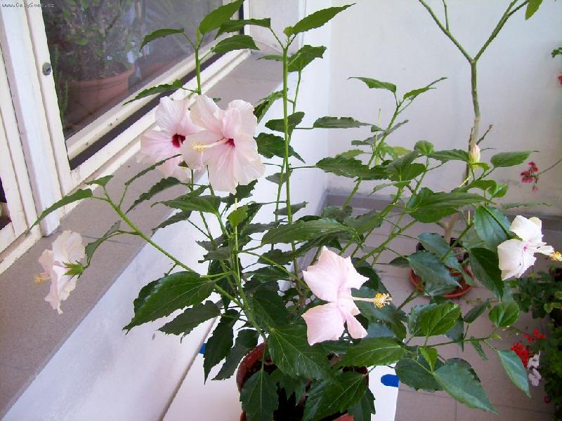 Foto: R��ov� ibi�ek