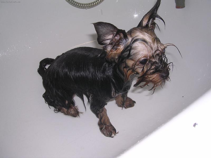 Foto: Mango po spr�e