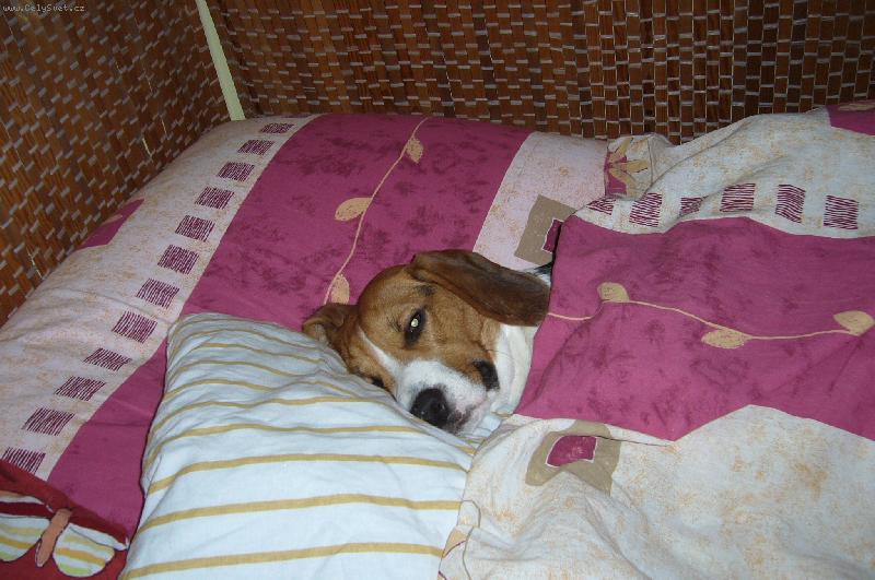 Foto: Johny v post�lce ..-Pssssst....neru�iiit!!!