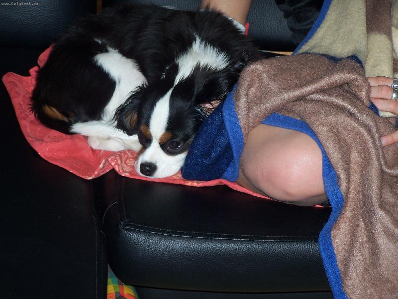 Foto: Lucky-v�rn� p��tel