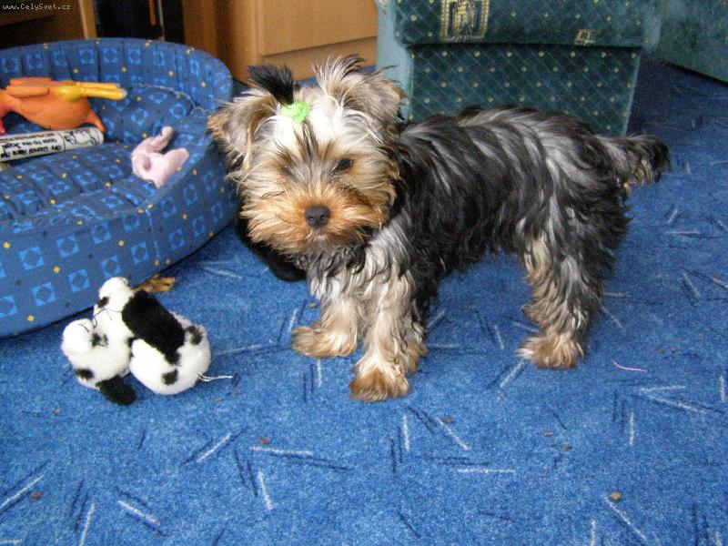 Foto: Na�e psisko.