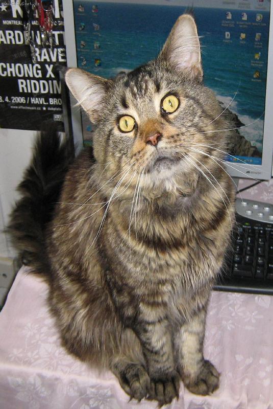 Foto: Airynek-na stole