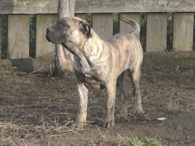 Foto: MagoZ Chamjan-6 m�s.