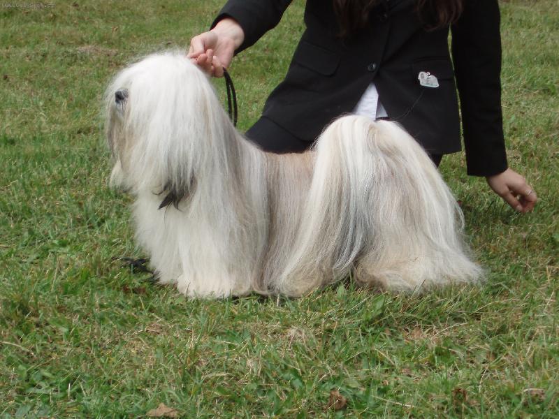Foto: Lhasa Apso-CALIF Hestiin chr�m