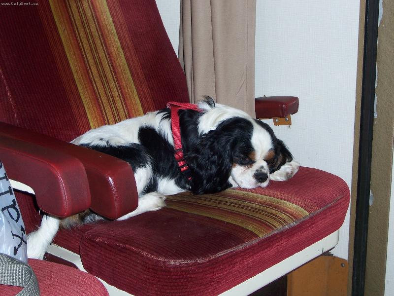 Foto: Falco z Krava� 2