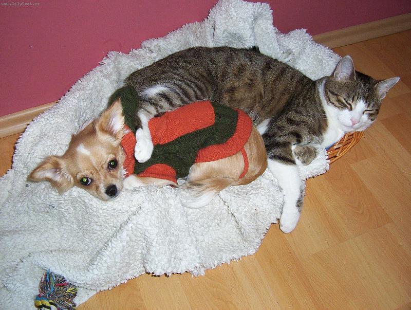 Foto: Phoebe-�ivava a ko�ka