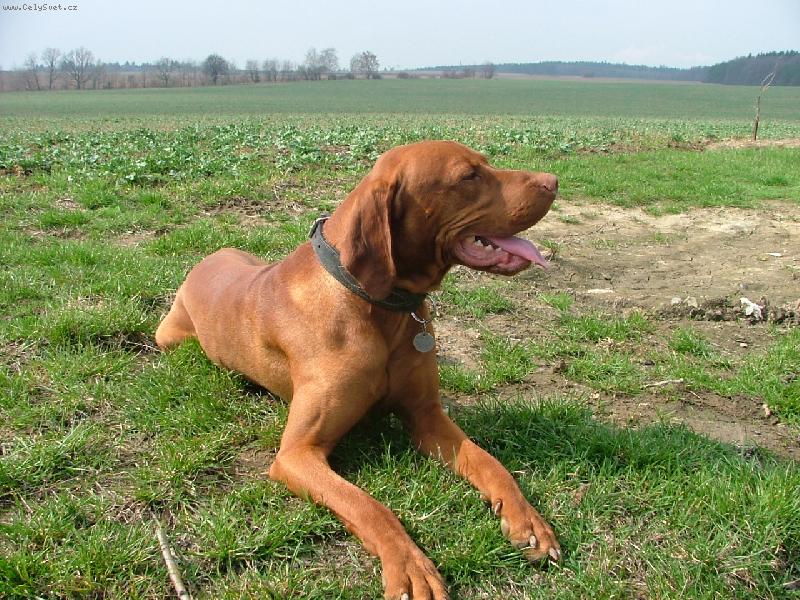 Foto: Merlin-Merlinek na vych�zce