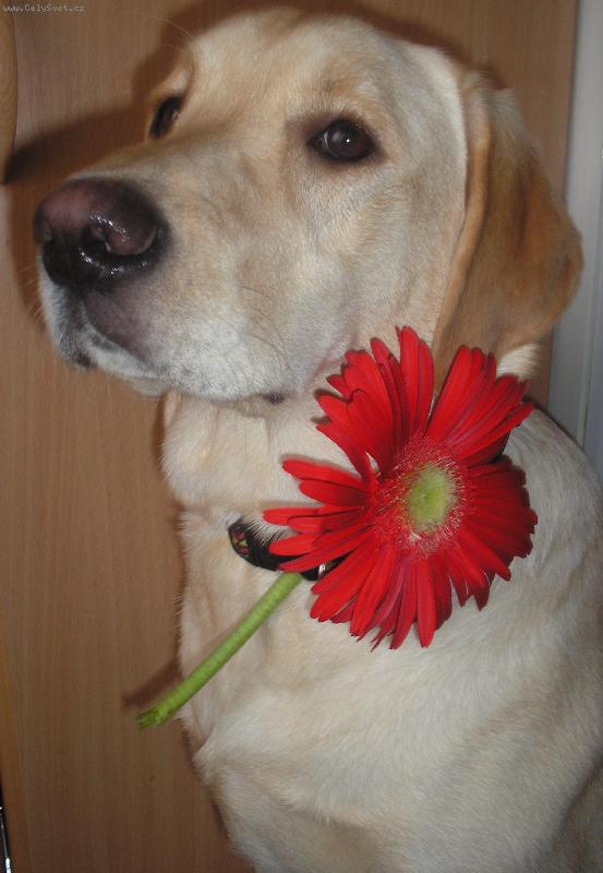 Foto: Krasavice-Britu�ka