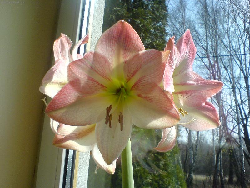Foto: Hippeastrum
