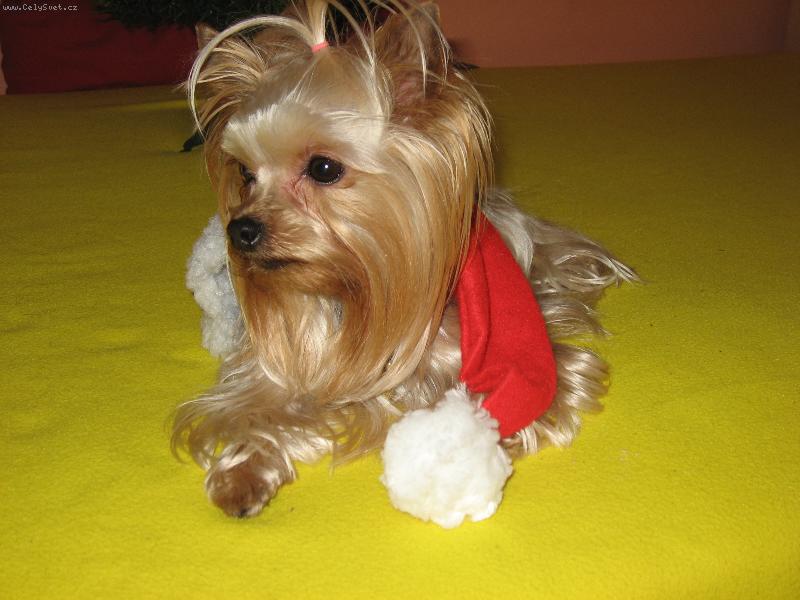 Foto: Beru�ka-v�noce