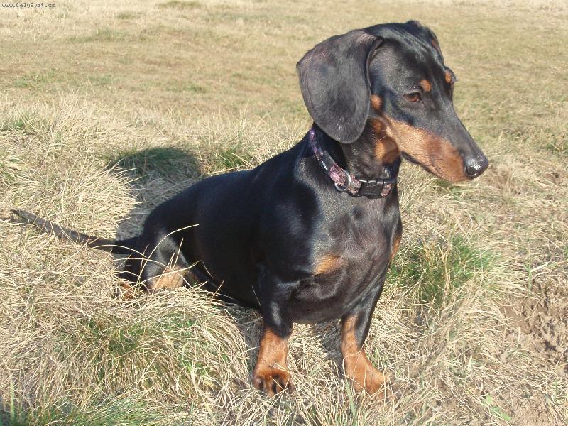 Foto: Jezev�ice Jennina