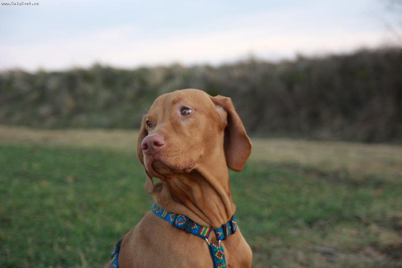 Foto: Ak�n� Danny-Danny