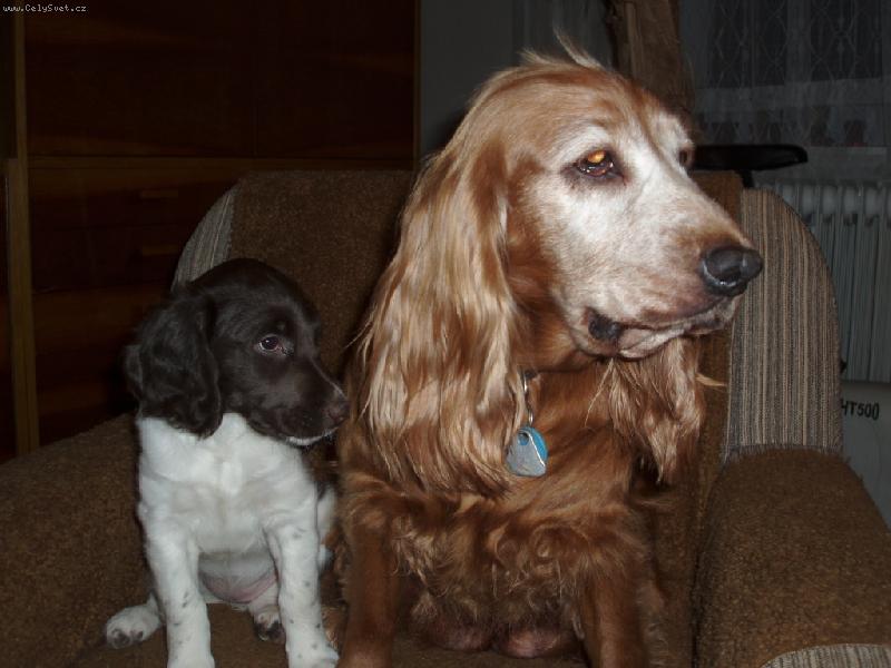 Foto: Ajka Gris Nero