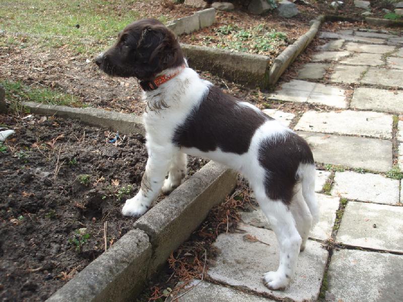 Foto: Ajka Gris Nero