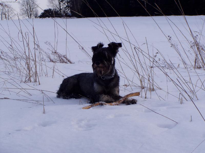 Foto: Cherry-Zima na �umav�