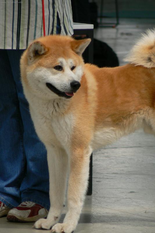 Foto: v�stava Brno 2008