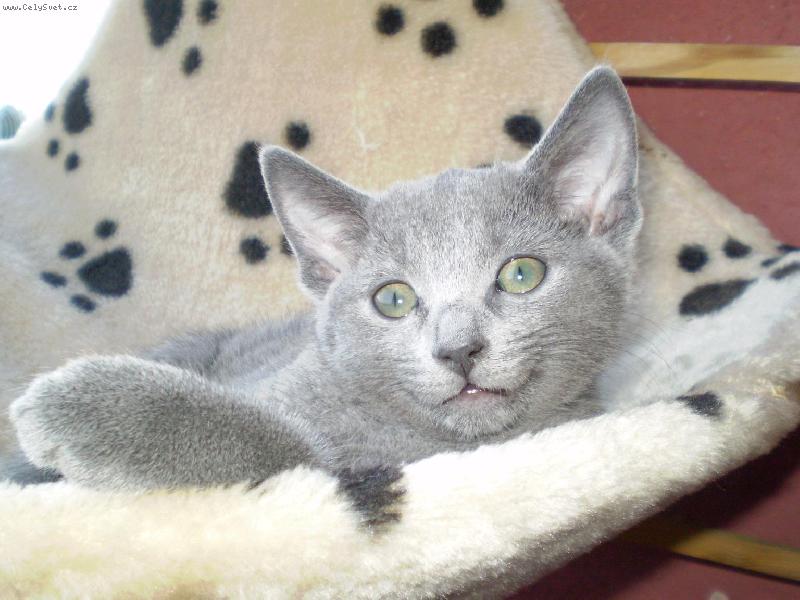 Foto: Leont�nka-Na balk�n�