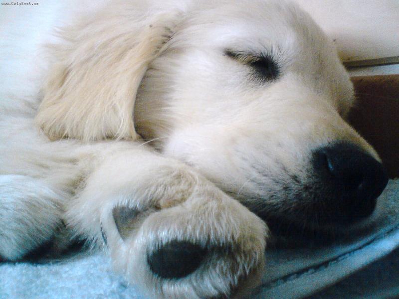 Foto: Jind��ek-sladk� sp�nek