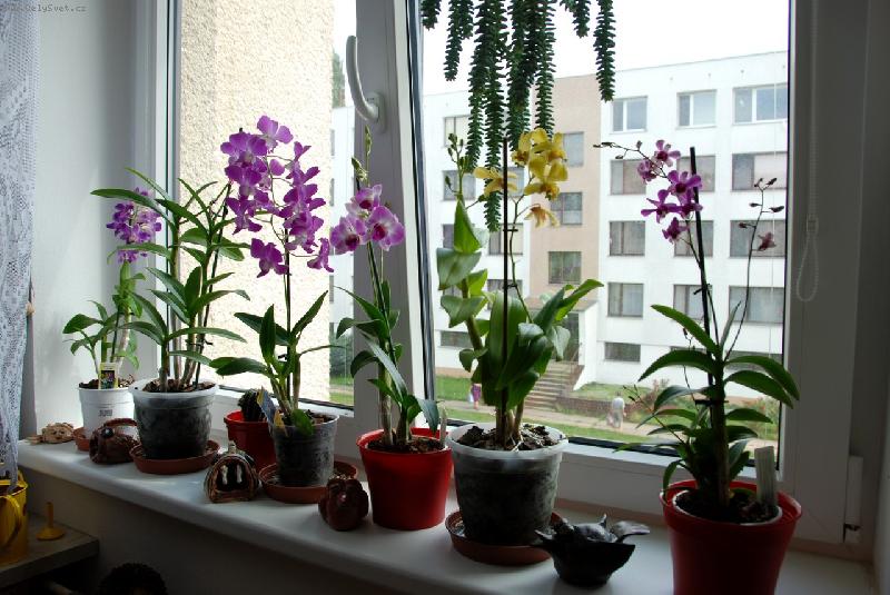 Foto: Dendrobium