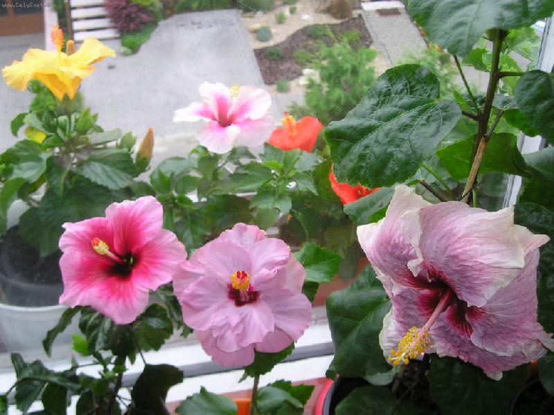 Foto: ibi�ky-ibi�ky