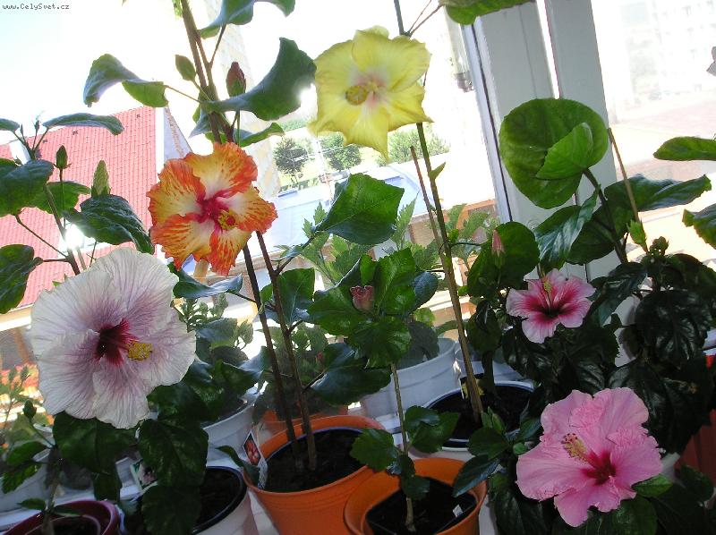 Foto: ibi�ky-ibi�ky