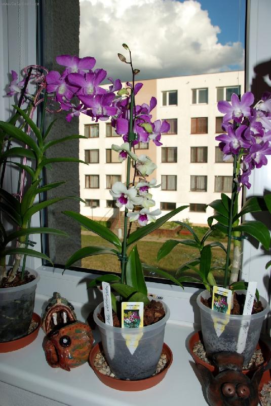 Foto: Dendrobium