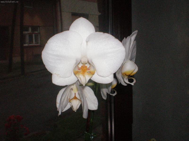 Foto: B�l� orchidejka-Moje orchidejka