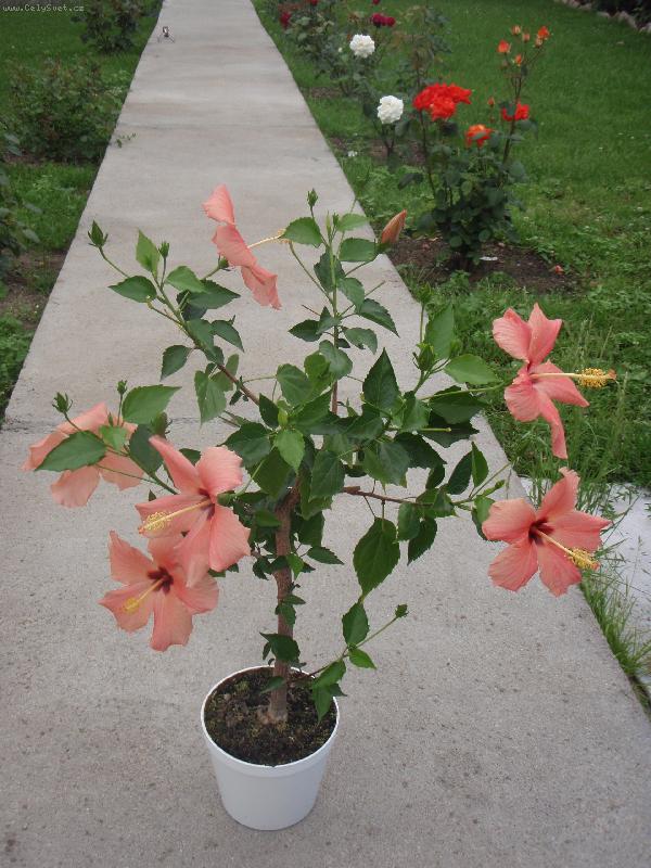 Foto: Ibi�kov� strome�ek-Ibi�kov� strome�ek