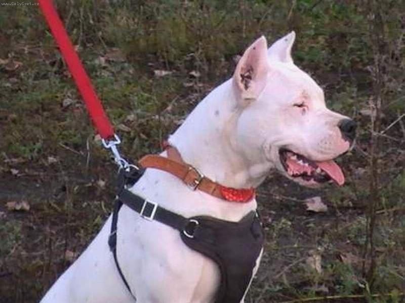 Foto: Bronca Charismatic-Bronca ve v�ku 8 m�s�c�