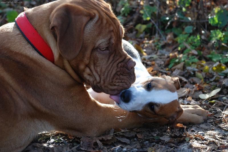 Foto: L�ba�ka s Ozzym-L�ba�ka s Ozzym