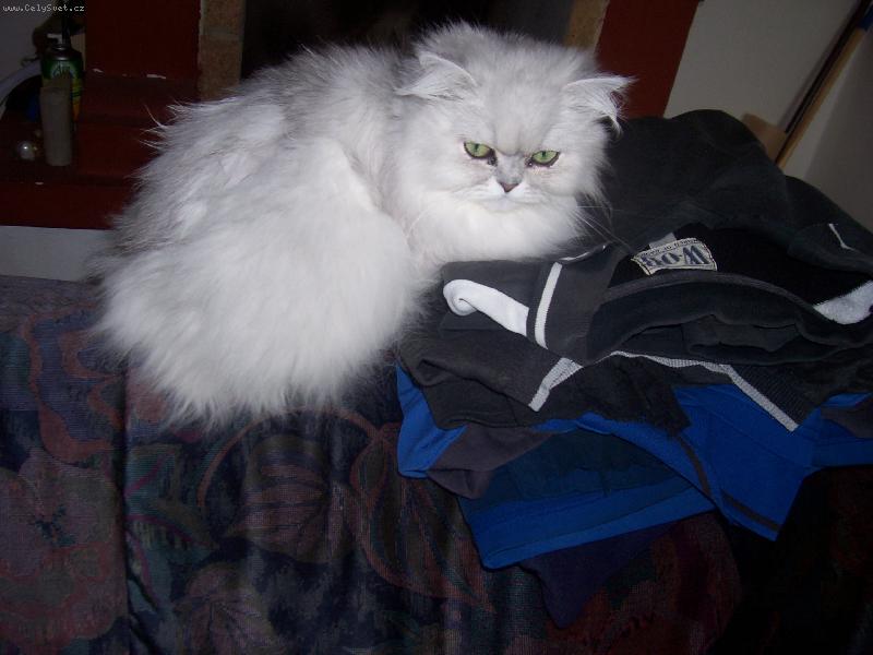 Foto: badinka-N�e ko�i�ka