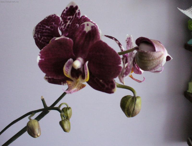 Foto: phalanopsis