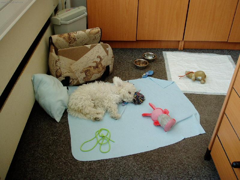 Foto: Honey-spink� v pr�ci