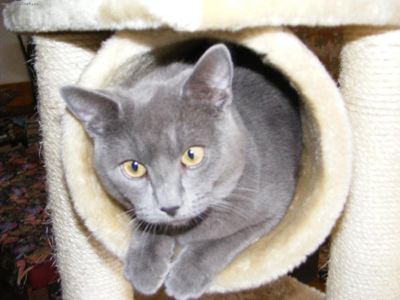 Foto: kocourek Windous