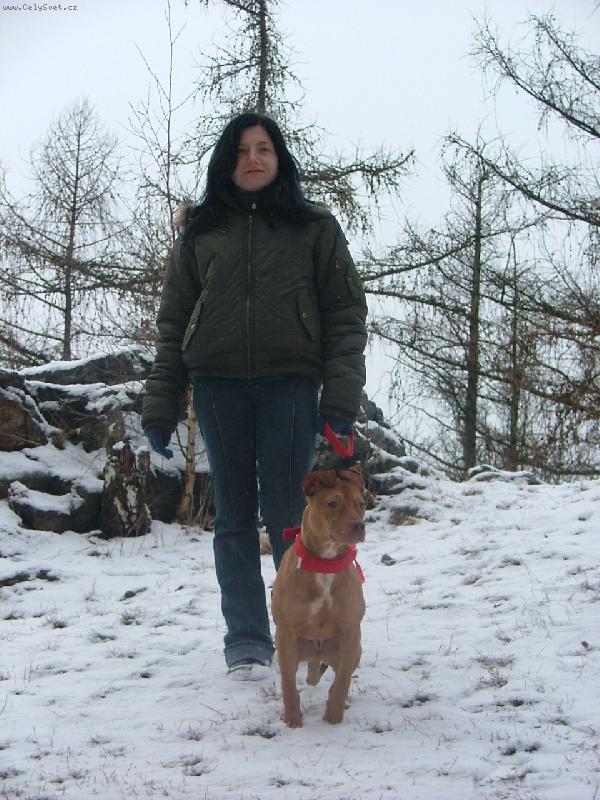 Foto: Americk� staford��rsk� teri�r