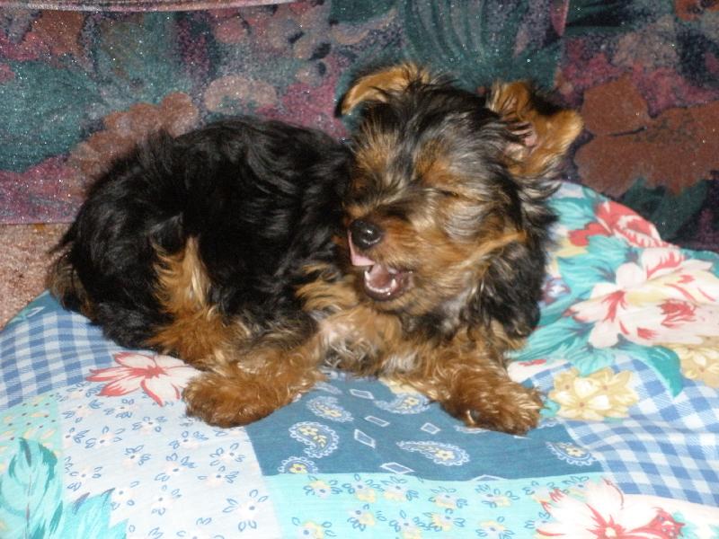 Foto: m�j mil��ekTerry-dobrou