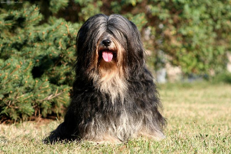 Foto: Ch. Asyan Chara Khatakhyi