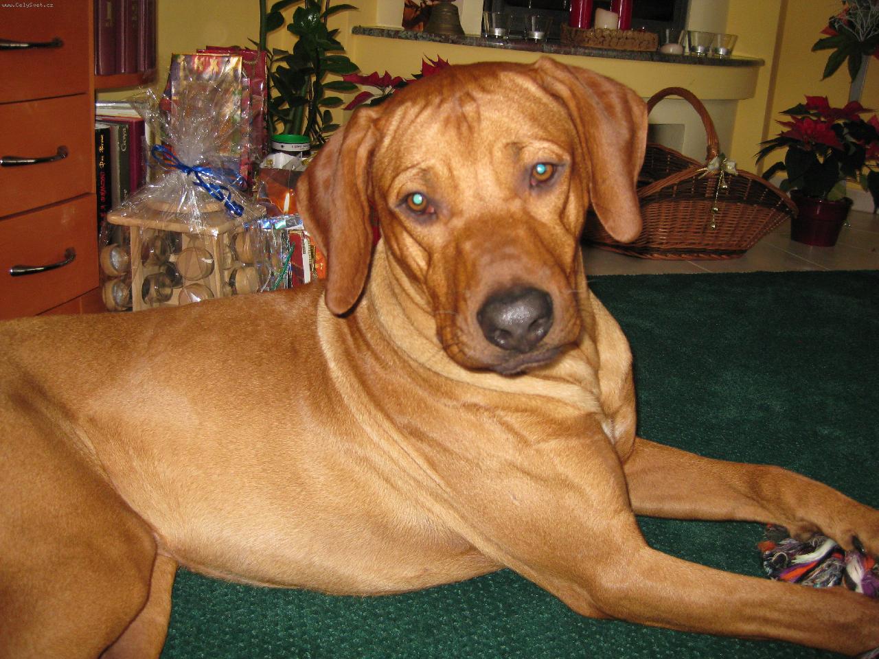 Foto: Bango z Borovsk�ch vrch�-V�noce 2008