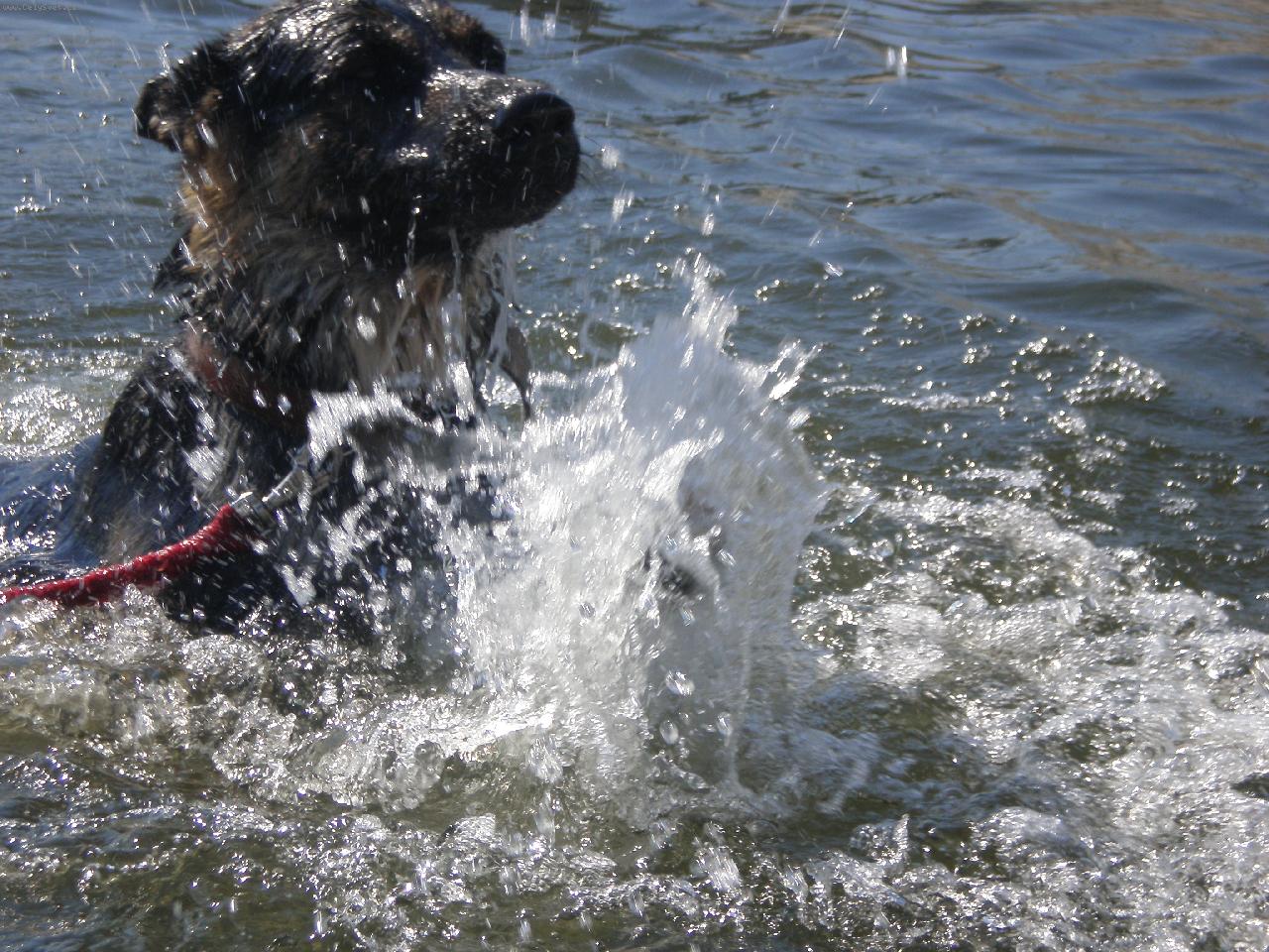 Foto: ben�k-ben�k plave