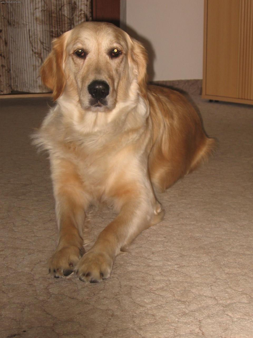 Foto: NA�E ZLAT��KO