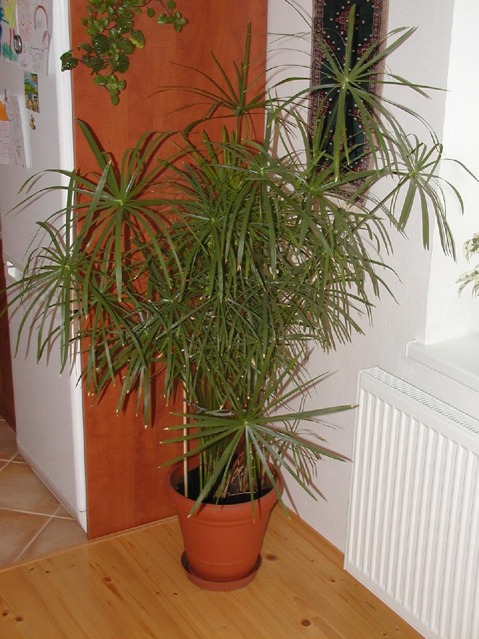 Foto: Cyperus, ��chor