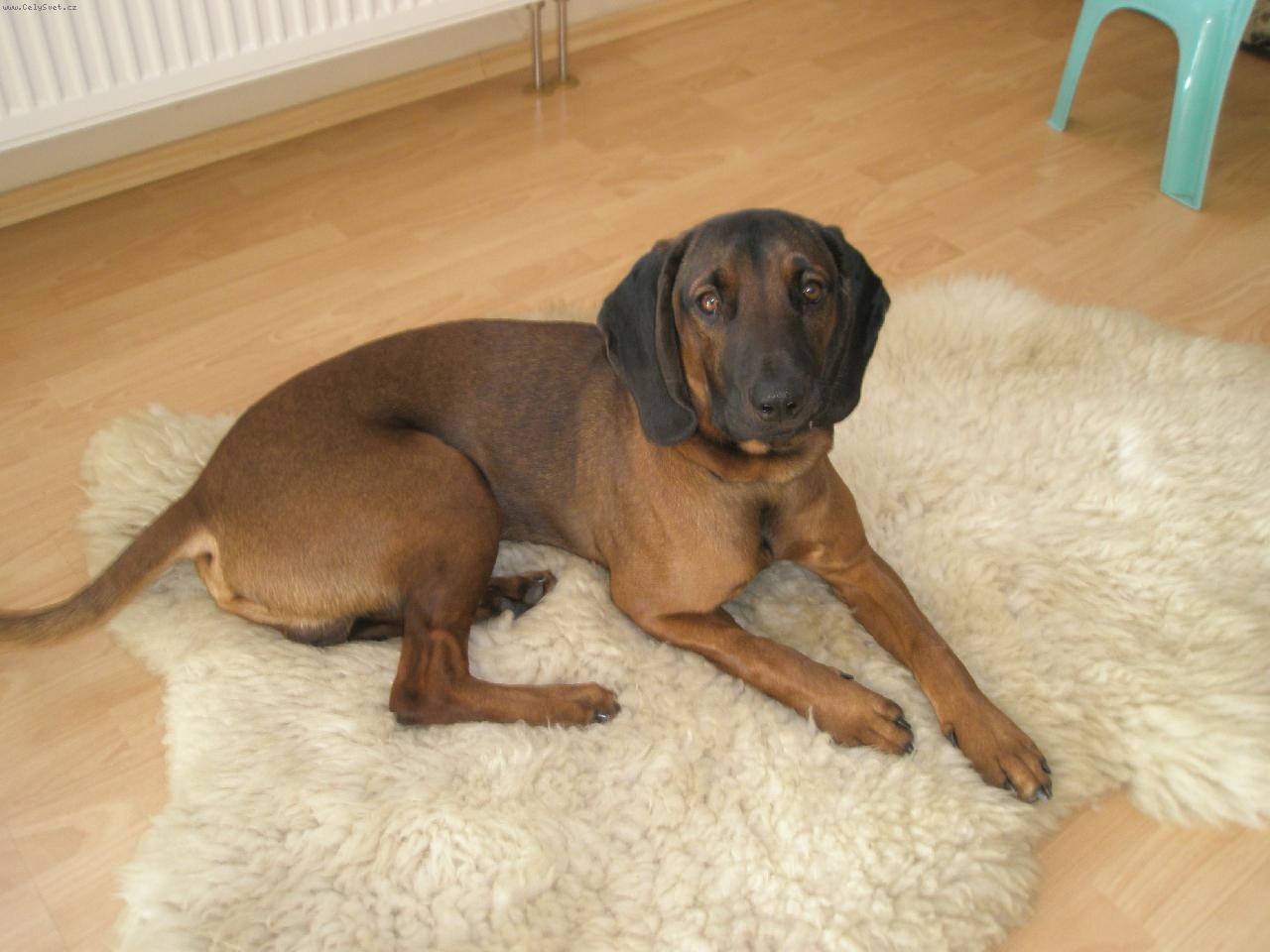 Foto: hary-domac� siesta