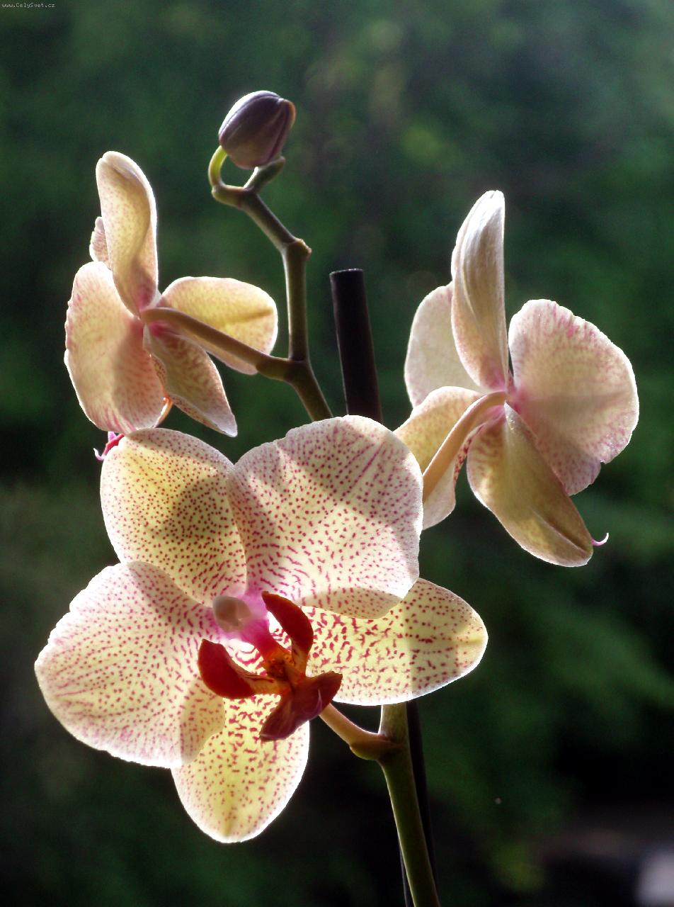 Foto: Phalaenopsis