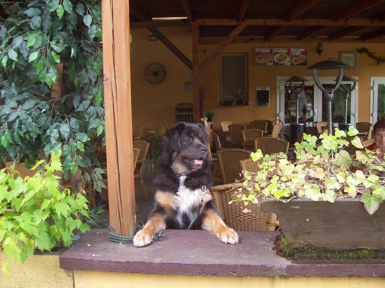 Foto: hl�d�m restauraci