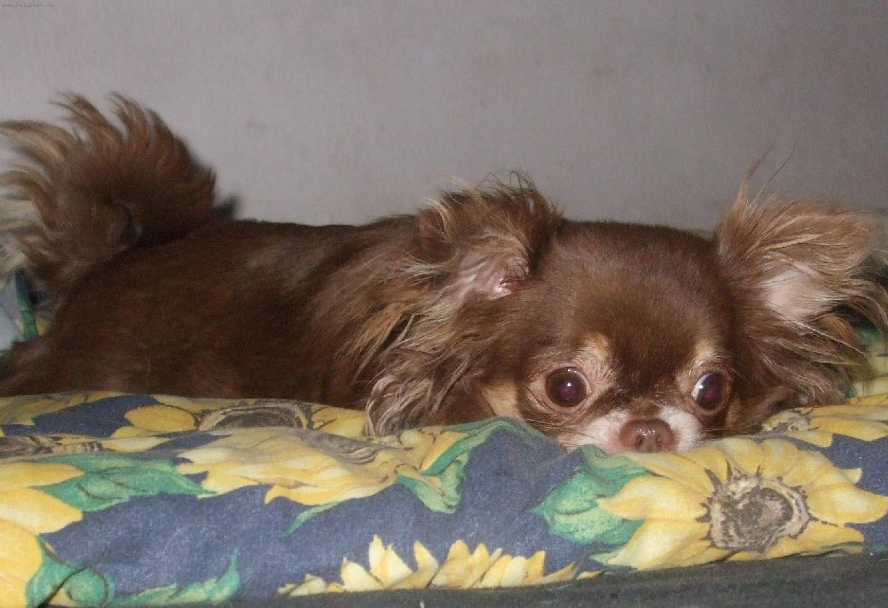 Foto: �ivava beatrix