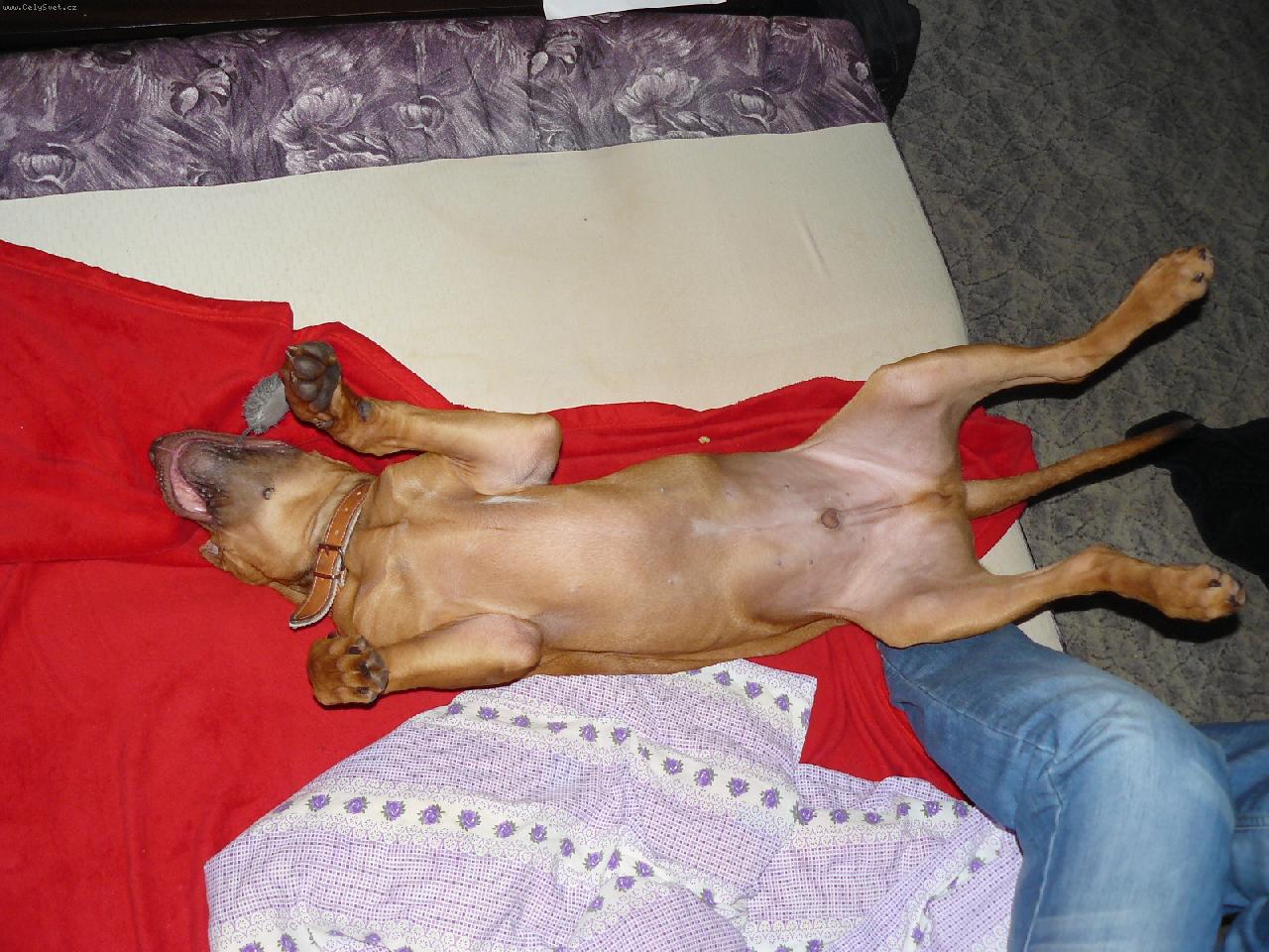 Foto: DAZZLING TAQ NERO