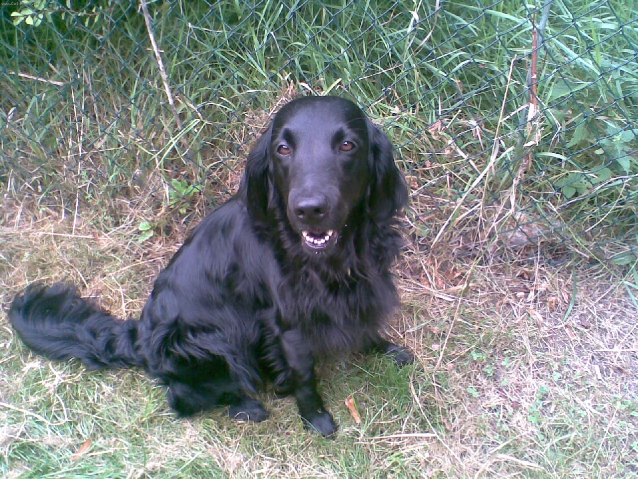 Foto: Flat Coated Retriever