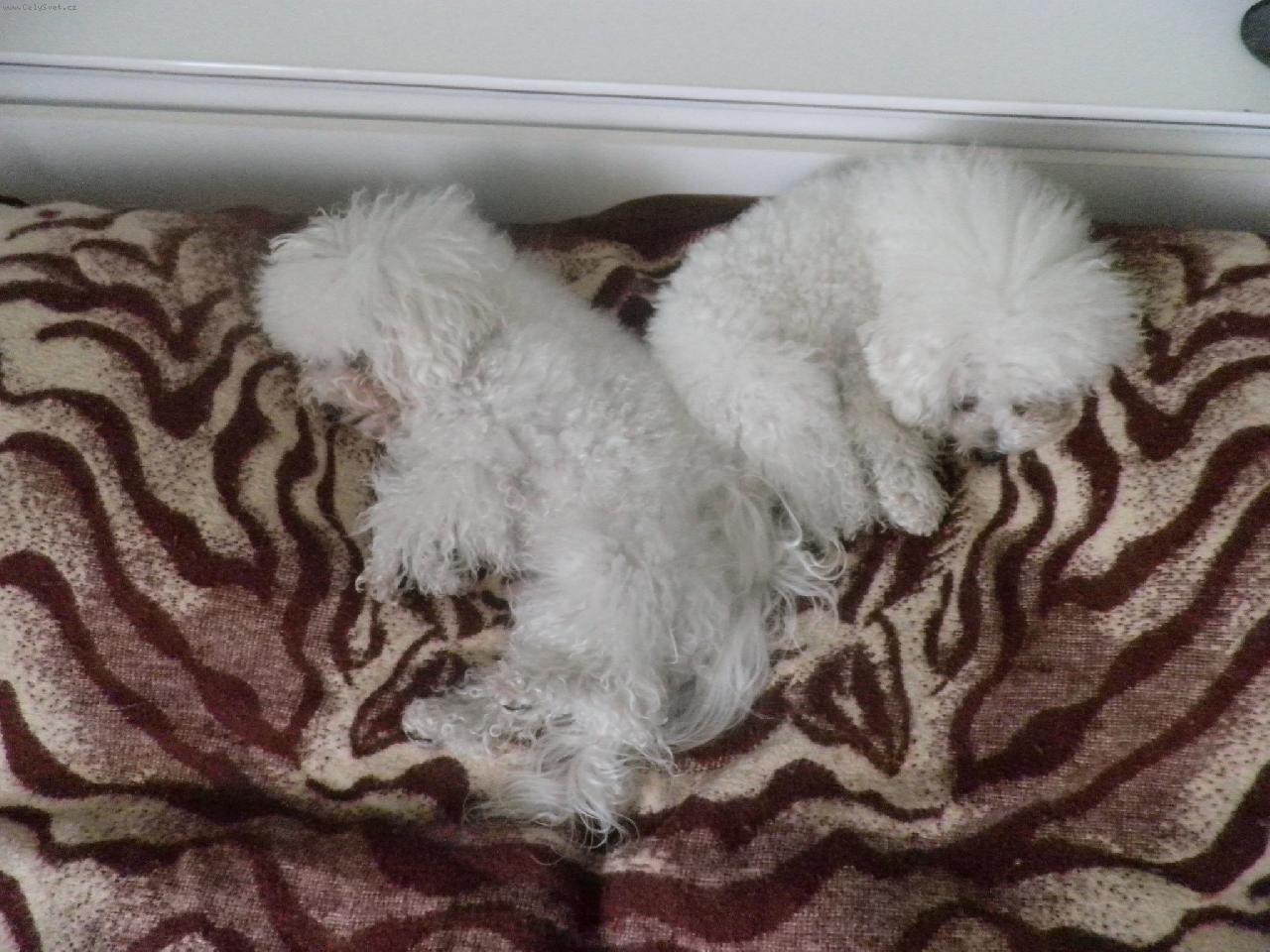 Foto: Savinka a Amee