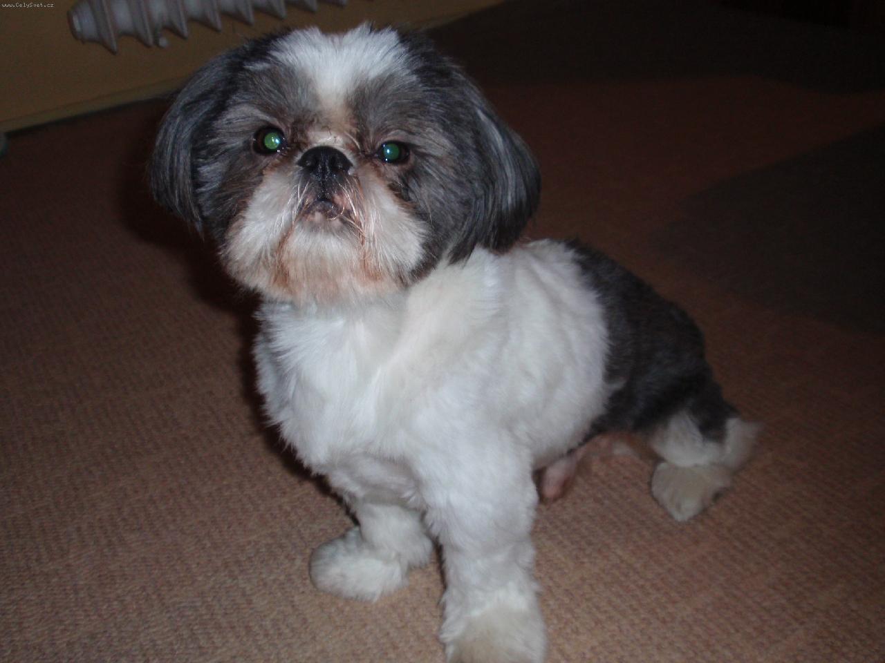 Foto: Buddy-Ost��han� a vykoupan� :)